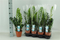 Zamioculcas 14/60