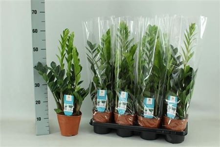 Zamioculcas 14/60