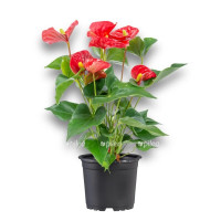 Anthurium Andr Elido 12/40