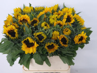 Helianthus Vin Choice