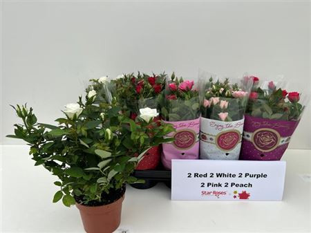 Rosa Star Roses Mix 510/26