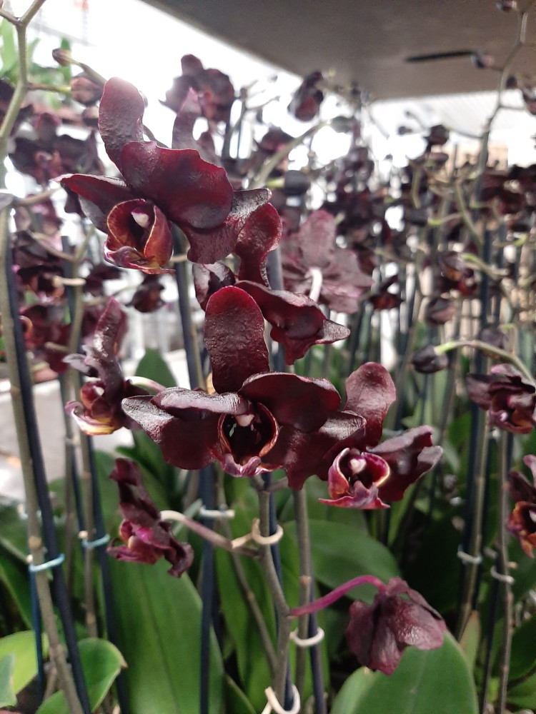 Phal 2-tak Black Zwart Levo 12/65
