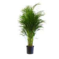 Dypsis Lutescens 12/45 - Dypsis Lutescens 9
