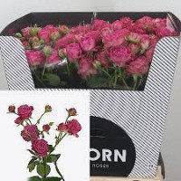Spray Clas Sensation Kenia 60 sm