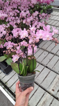 Phal 2-tak Lieke 7/25