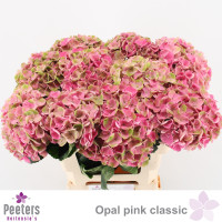 Hydr S Mag Opal Cl X5 -80cm