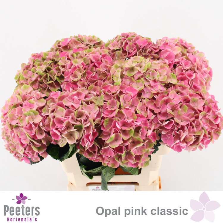 Hydr S Mag Opal Cl X5 -80cm
