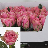 Rose Athena Royale 35 sm