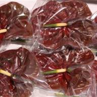 Anth A Choco X16 - Anth A Choco X16