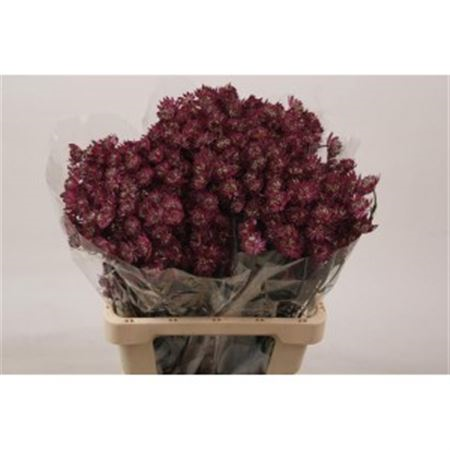 Astr Claret