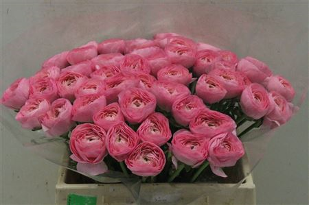 Ran Cloni 1 Rosado