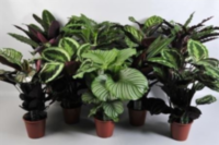 Calathea Gemengd