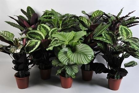 Calathea Gemengd