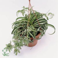 Chlorophytum Bonnie