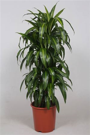Dracaena Havai Sunshine Vertakt