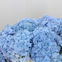 Hydr S  Challenge Blue X5 Holland