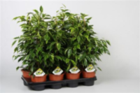 Ficus Be Anastasia (grower)