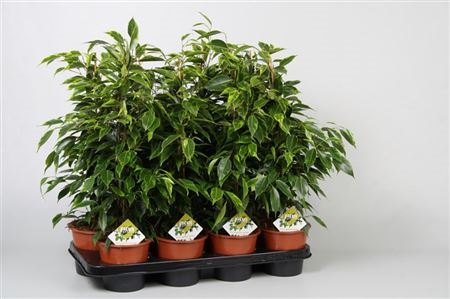 Ficus Be Anastasia (grower)