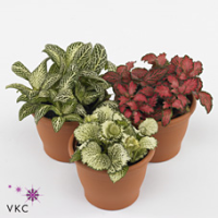 Fittonia Gem 08/12