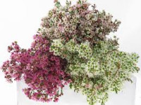 Wax Flower Mix