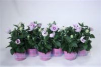 Platycodon Astra Pink