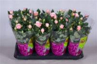 Rosa Patio Lux (grower)