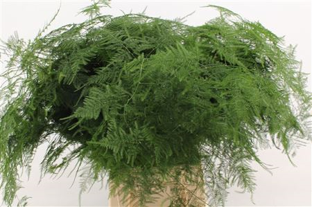 Asparagus Setaceus Extra Veren