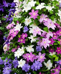 Clematis Gem 14/50