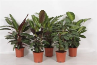 Calathea Gem 4 Srt 14/50
