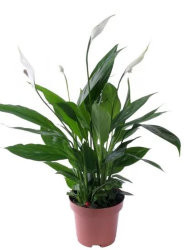 Spathiphyllum 14/70