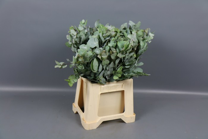 Eucalipt Cinerea Super Extra