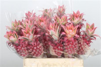Ananas S 40 cm