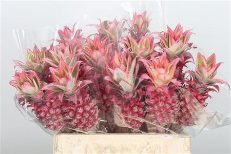 Ananas S 40 cm