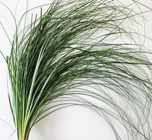 Beargrass