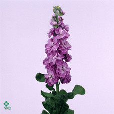 Matthiola Centum Lavende X10