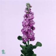 Matthiola Centum Lavende X10 - MATTHIOLA CENTUM LAVENDE X10