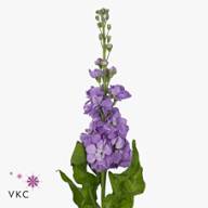 Matthiola Centum Lavende X10 - Matthiola-jordyn-lavender