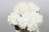 Hydr S Schneeball 65 cm X5