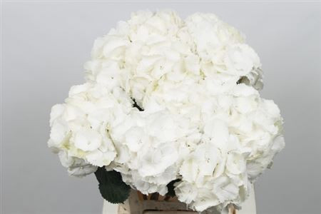 Hydr S Schneeball 65 cm X5