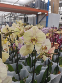 Phal 1-tak Light Yellow Phalaenova 12/65