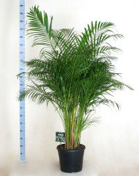 Dypsis Lutescens 17/70
