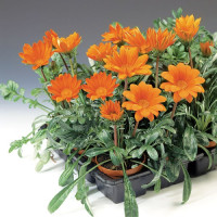Gazania Orange 510/20
