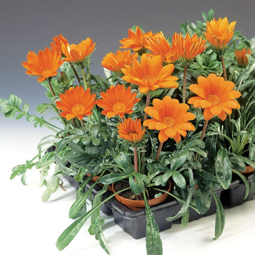 Gazania Orange 510/20