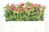 Paeonia Kings Day X10 Holland