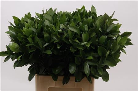 Ruscus Hypophyllum 55sm