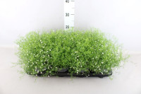 Gypsophila M Gypsy 27/30