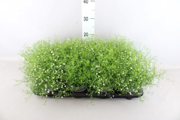 Gypsophila M Gypsy 27/30