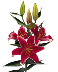Lilium Or Curie 19/65