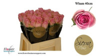 Rose Wham 40 sm