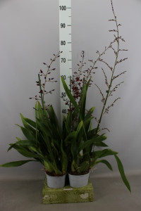 Oncidium Yellow 12/55